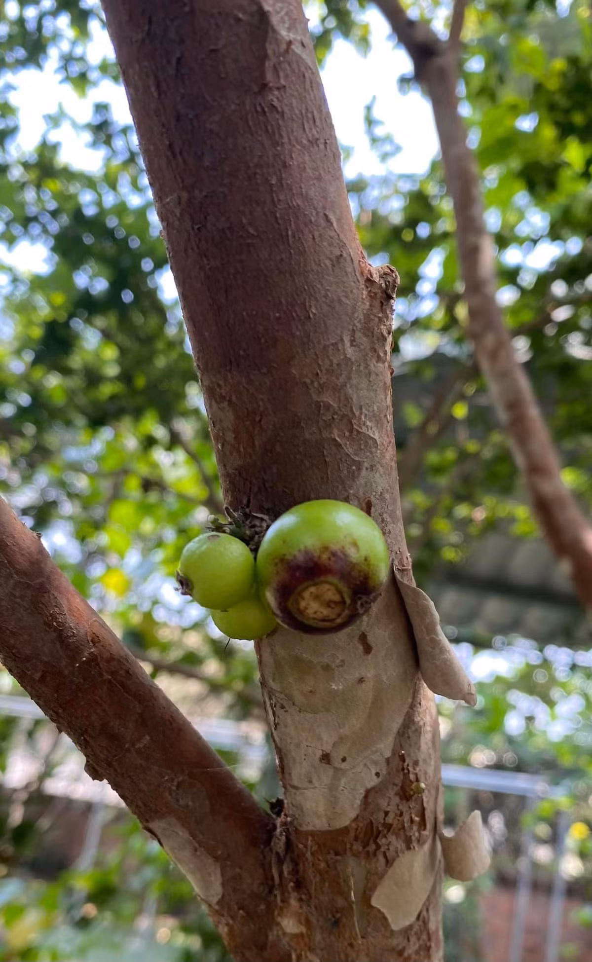 Cây nho thân gỗ giống lạ được NSND Thanh Hoa trồng 6 năm nay đã cho quả.