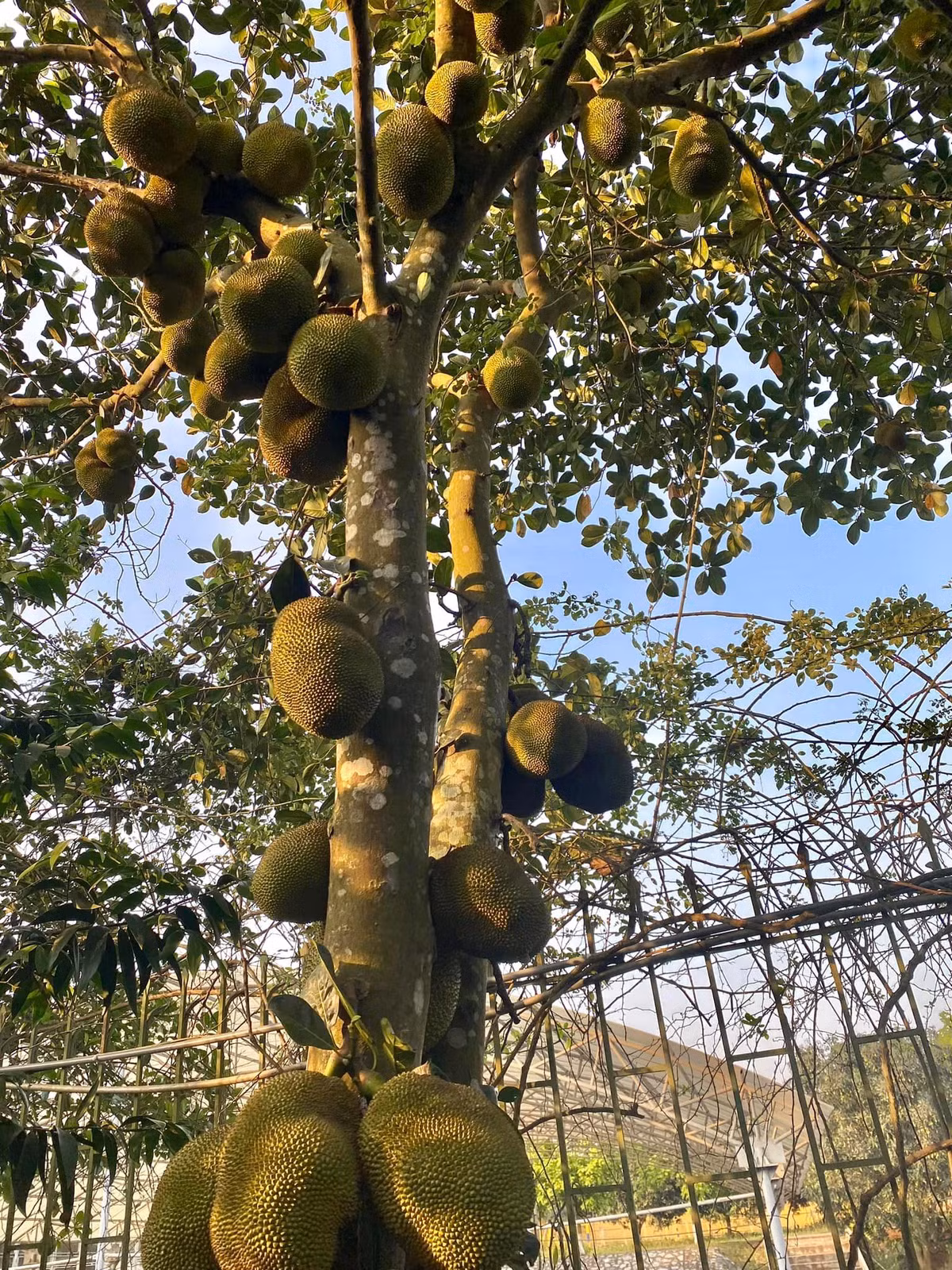 Nghệ sĩ Thanh Hoa cho biết khu vườn sau có một cây mít và 2 cây mít ở vườn trước.