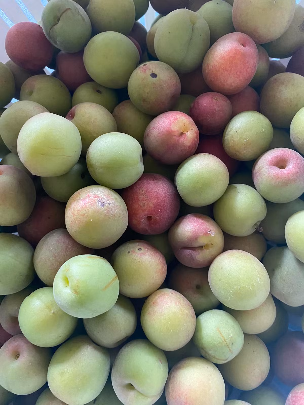 Huyết mơ nữ nghệ sĩ thu hoạch trong vườn nhà.