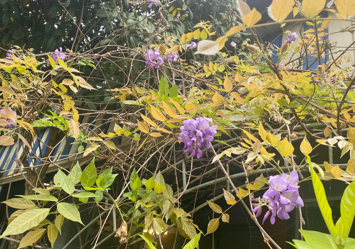 Khu vườn ngây ngất như lạc vào cổ tích. Nguồn ảnh: FBNV