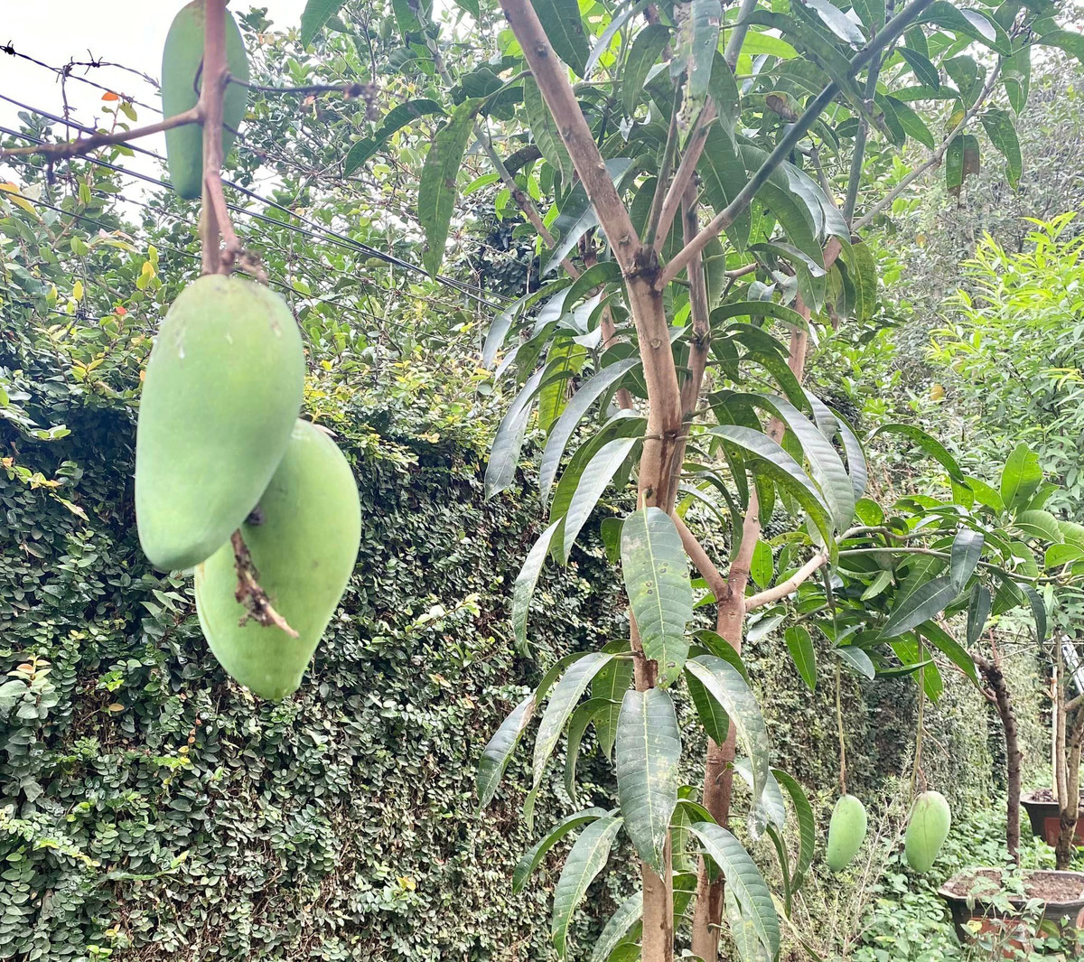 Coài cho quả to, trĩu cành.