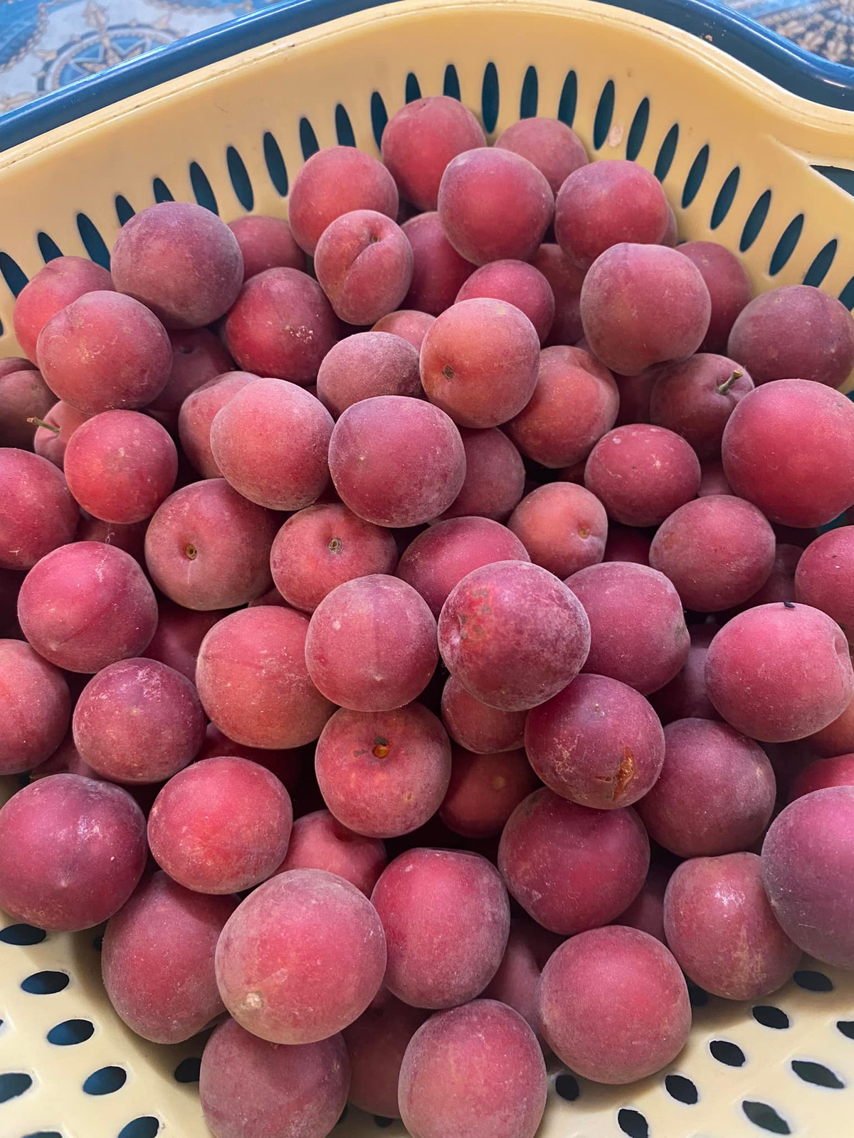 Huyết mơ thơm lừng, chín đẹp như ruby.