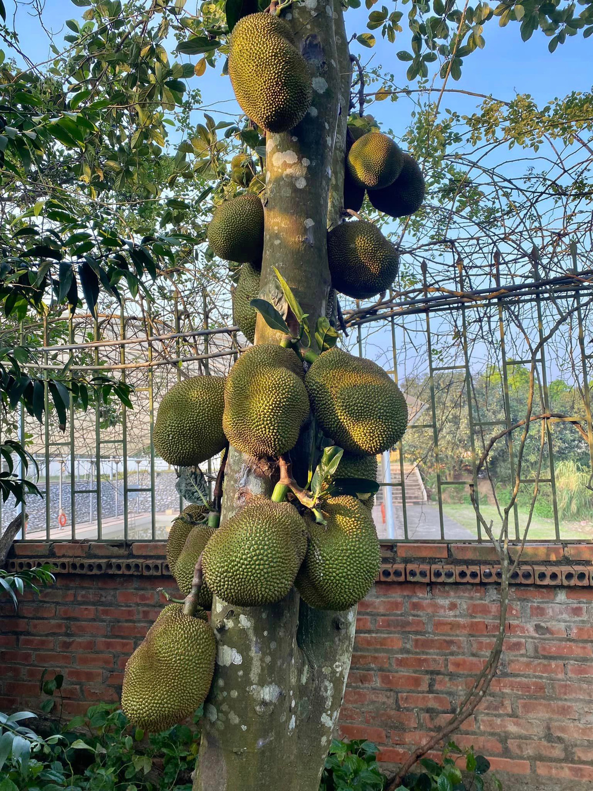 Đây là giống mít ta cùi dày và mọng nước.