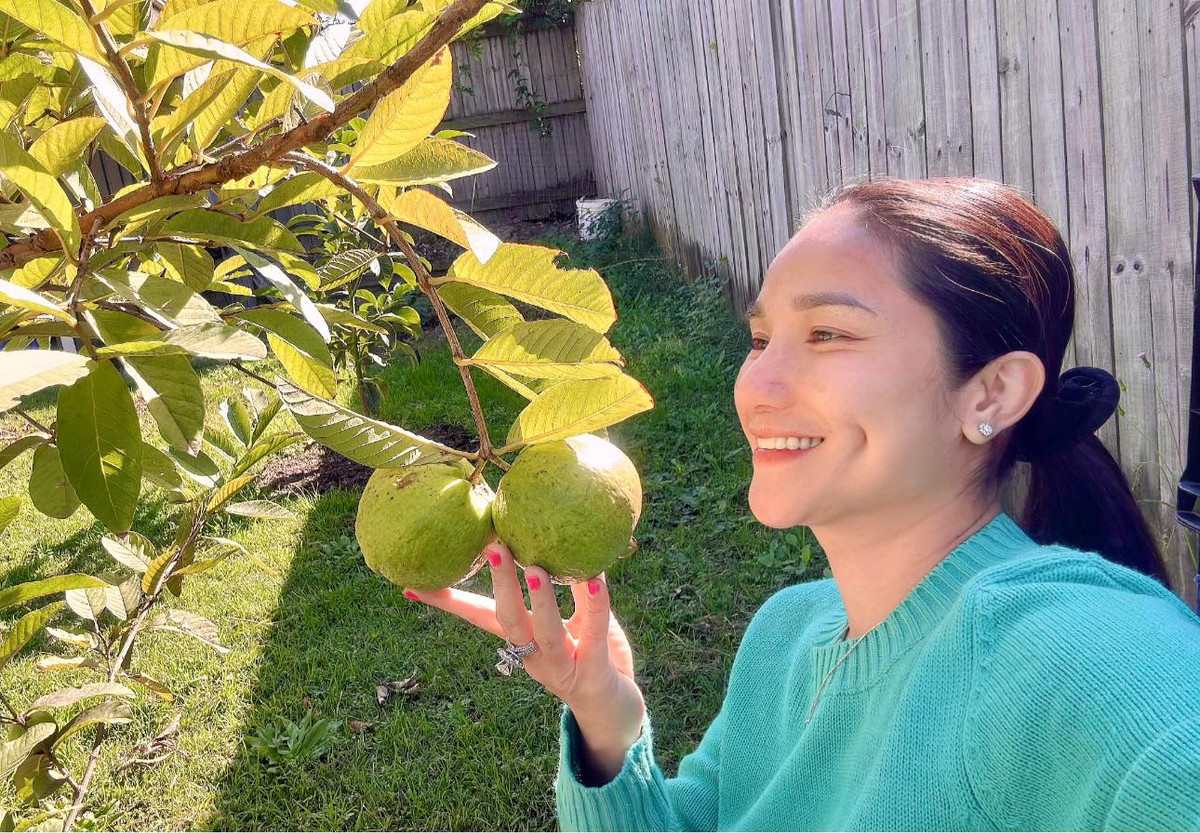 Cây ổi cho quả to, trông thích mắt. Ảnh: FBNV