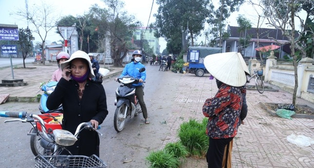 Giá mỗi bó lúa non phụ thuộc vào giống lúa, từ 10.000 đống/bó với giống lúa thuần, 15.000 - 20.000 đồng/bó với giống lúa lai. Ảnh: Tiền phong