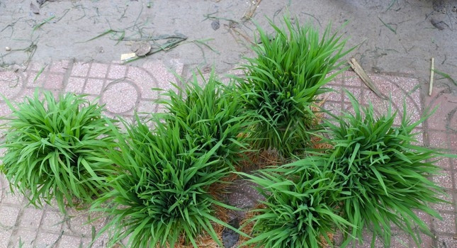 Hàng năm, vào khoảng tháng 2 âm lịch, người dân xã Thanh Dương (Thanh Chương - Nghệ An) lại họp chợ với “món hàng” đặc biệt. Đó là những cây lúa non (cây mạ) được người dân tỉa khỏi ruộng, bó thành thành từng nắm đem bán. Ảnh: Tiền phong