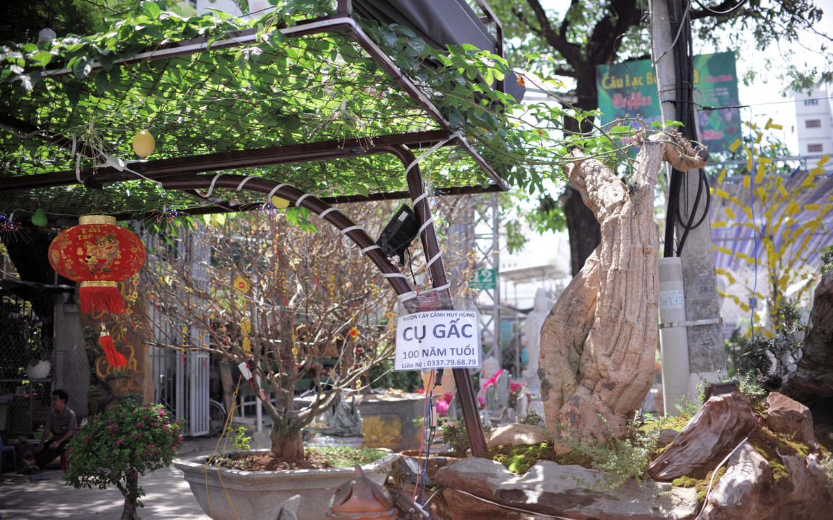 Cây gấc thu hút sự chú ý đặc biệt của khách tham quan bởi hình dáng uốn lượn rất độc đáo, mang vẻ đẹp tự nhiên. Ảnh: Vietnambiz