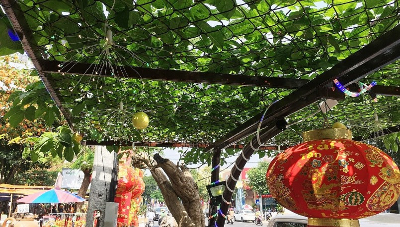 Bonsai gấc cổ thụ có trọng lượng khoảng 1,5 tấn, chiều cao 1,2m không tính đế. Nếu tính luôn bộ đế và thân thì cây gấc có chiều cao khoảng 2,5m. Ảnh: Thuonghieusanpham