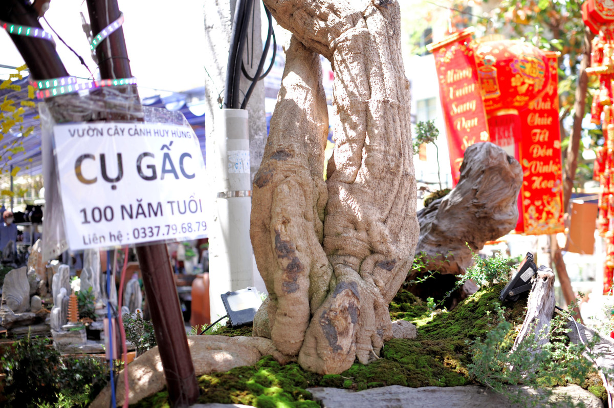 Giới chơi cây cảnh từng xôn xao trước cây gấc cổ thụ trên 100 tuổi thuộc sở hữu của anh Trần Huy Hùng (phường Phước Hải, TP Nha Trang). Ảnh: Vietnambiz