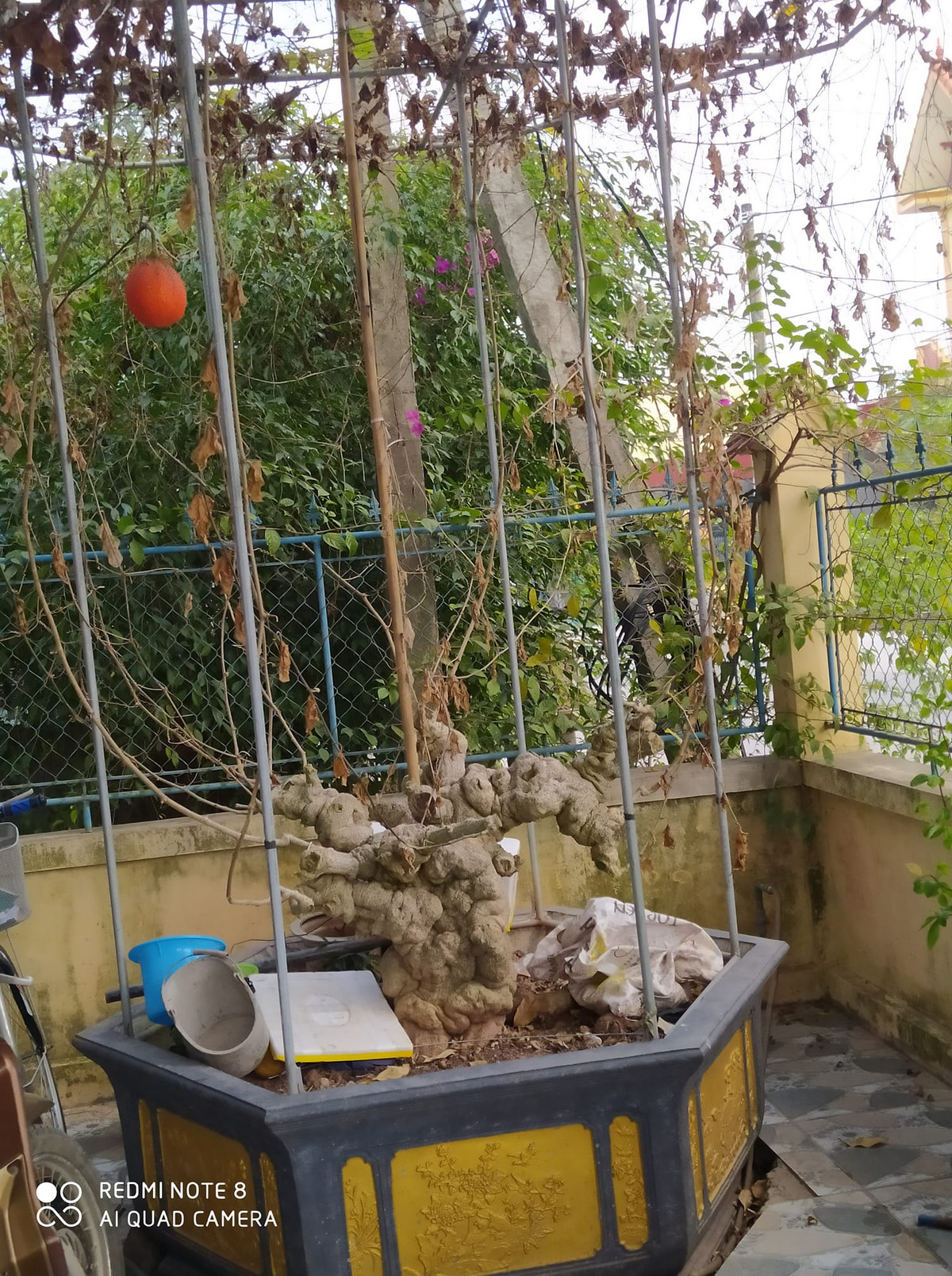 Trên các hội nhóm cây cảnh, nhiều gốc gấc hình dáng lạ cũng được rao bán. Ảnh: Facebook