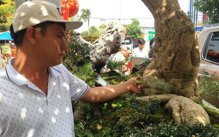 Cây gấc vốn quen thuộc với người dân Việt Nam. Trên thị trường hiếm khi xuất hiện những cụ gấc trăm tuổi như tác phẩm của anh Hùng. Ảnh: Dân Việt