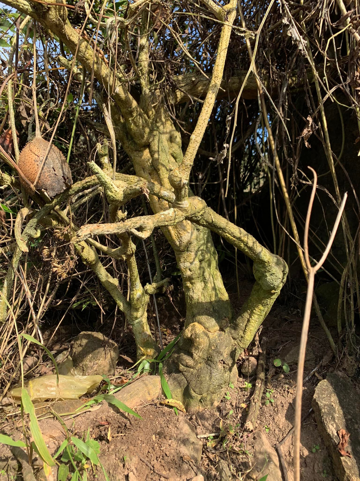 Mức giá có thể từ vài trăm đến vài triệu đồng, tuỳ theo dáng thế và số tuổi của cây. Ảnh: Facebook