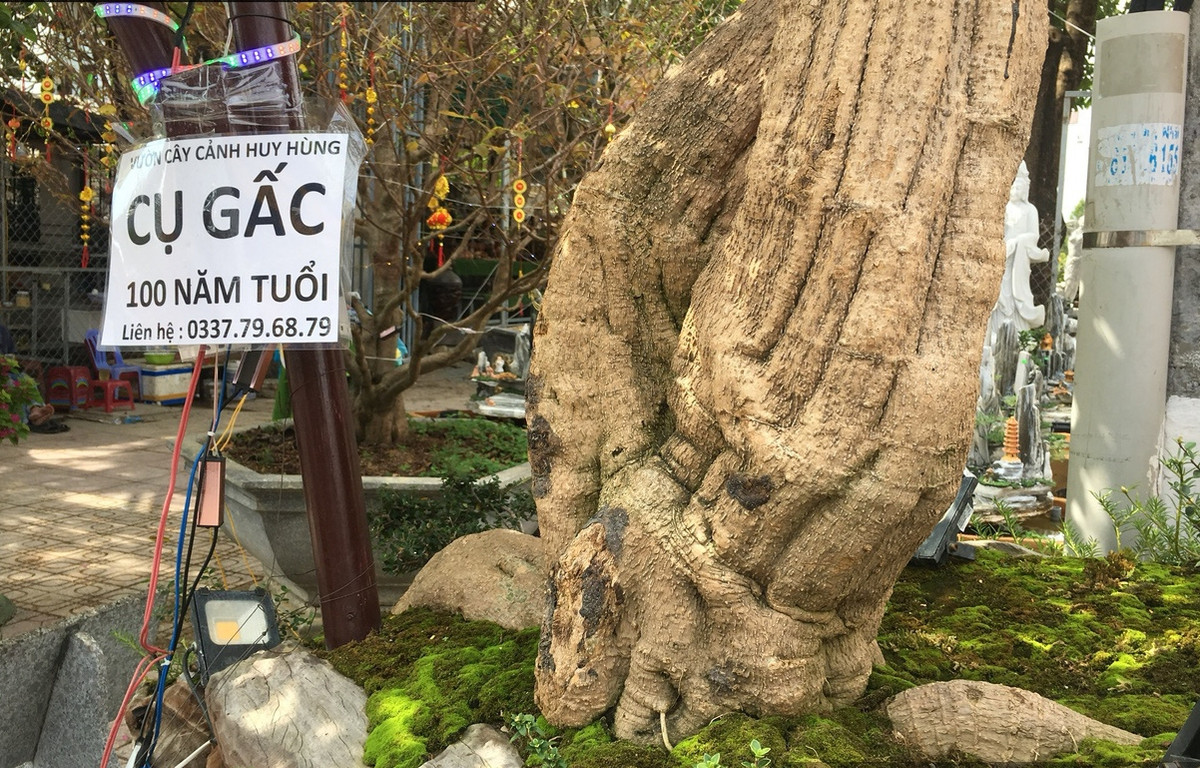 Theo chia sẻ, anh Hùng mua cây gấc này từ một ông cụ ở TP Đà Lạt, tỉnh Lâm Đồng. Ông cụ đã đưa cây từ rừng về trồng. Ảnh: Dân Việt