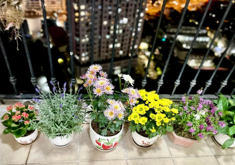 Khu vực ban công bày trí rất nhiều chậu hoa tươi. Ảnh: FBNV