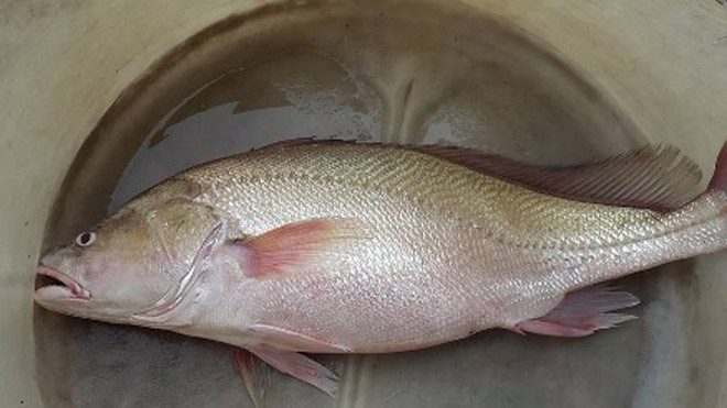 Do giá trị dinh dưỡng và giá trị kinh tế cao nên cá sủ vàng còn được mệnh danh là thực phẩm vàng mà chỉ giới thượng lưu mới có thể sở hữu. Ảnh: Tiền phong