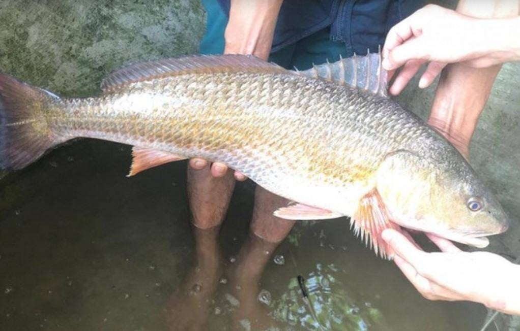 Người Trung Quốc quan niệm cho rằng, ăn cá sủ vàng sẽ có nhiều may mắn, làm ăn phát đạt. Ảnh: Baokhuyennong