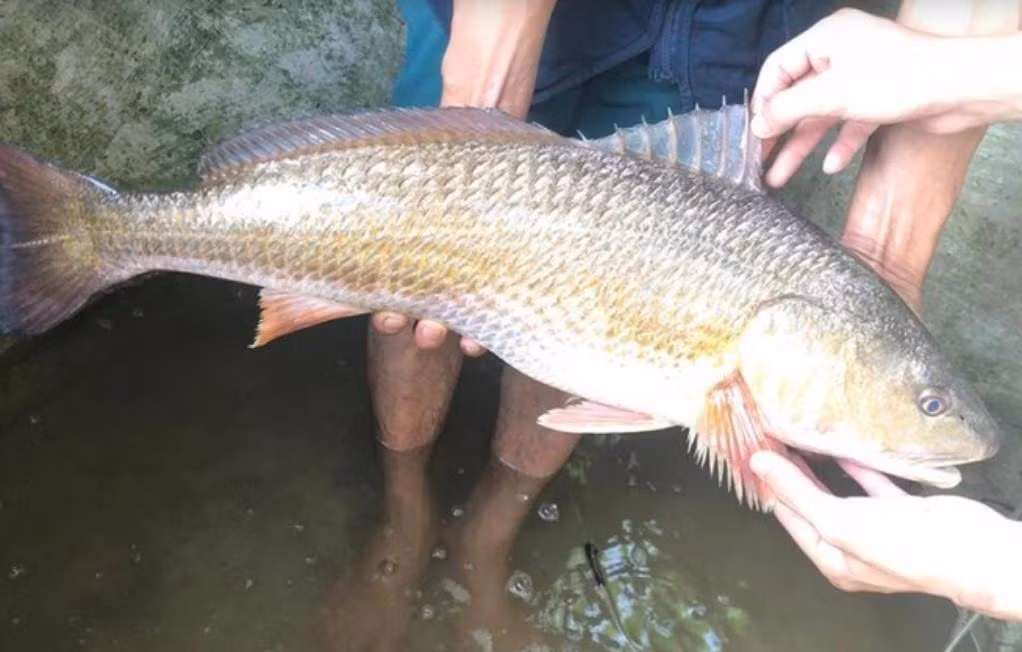 Người Trung Quốc quan niệm cho rằng, ăn cá sủ vàng sẽ có nhiều may mắn, làm ăn phát đạt. Ảnh: Baokhuyennong