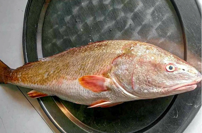 Đây là loài các vô cùng quý hiếm, xếp vào hàng những loại đắt đỏ nhất thế giới. Đặc biệt, bong bóng cá sủ vàng được sử dụng làm chỉ khâu tự tiêu trong vi phẫu thuật và phẫu thuật nên có giá rất đắt, tới 45.000-55.000 USD/kg (khoảng 1 tỷ - 1,2 tỷ đồng) tùy theo độ dài. Ảnh: Dân trí