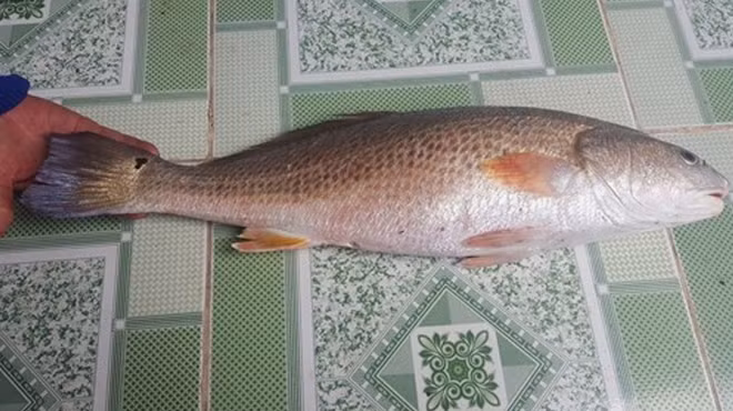  Đặc điểm của cá sủ vàng là mõm nhọn, miệng rộng, màu vàng nghệ, hàm dưới kéo dài tới dưới sau hốc mắt, răng khỏe, vây lưng dài. Ảnh: Cand