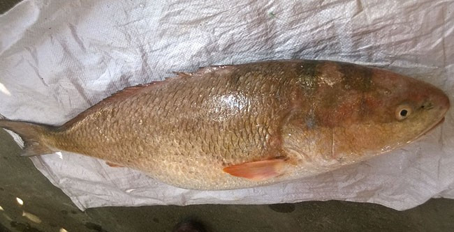 Cá sủ vàng có thể sống tốt ở cả 3 môi trường nước ngọt, nước lợ và nước mặn. Tùy vào môi trường đang sống mà đầu và lưng cá có màu xám hoặc xanh. Ảnh: Tiền phong