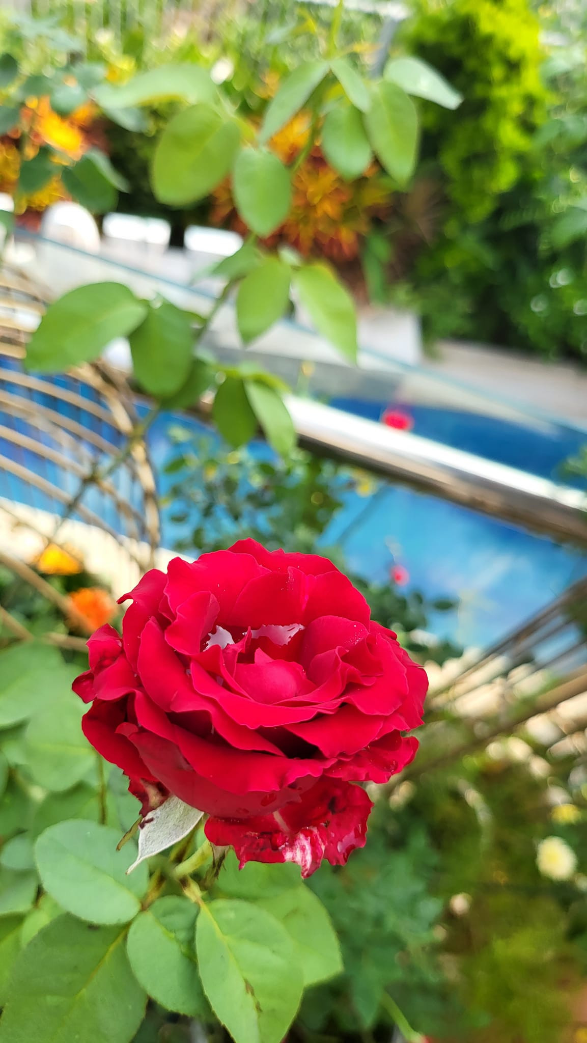 Trên trang cá nhân, nữ siêu mẫu thường chia sẻ khu vườn ngập tràn hoa hồng đang đua nhau khoe sắc.