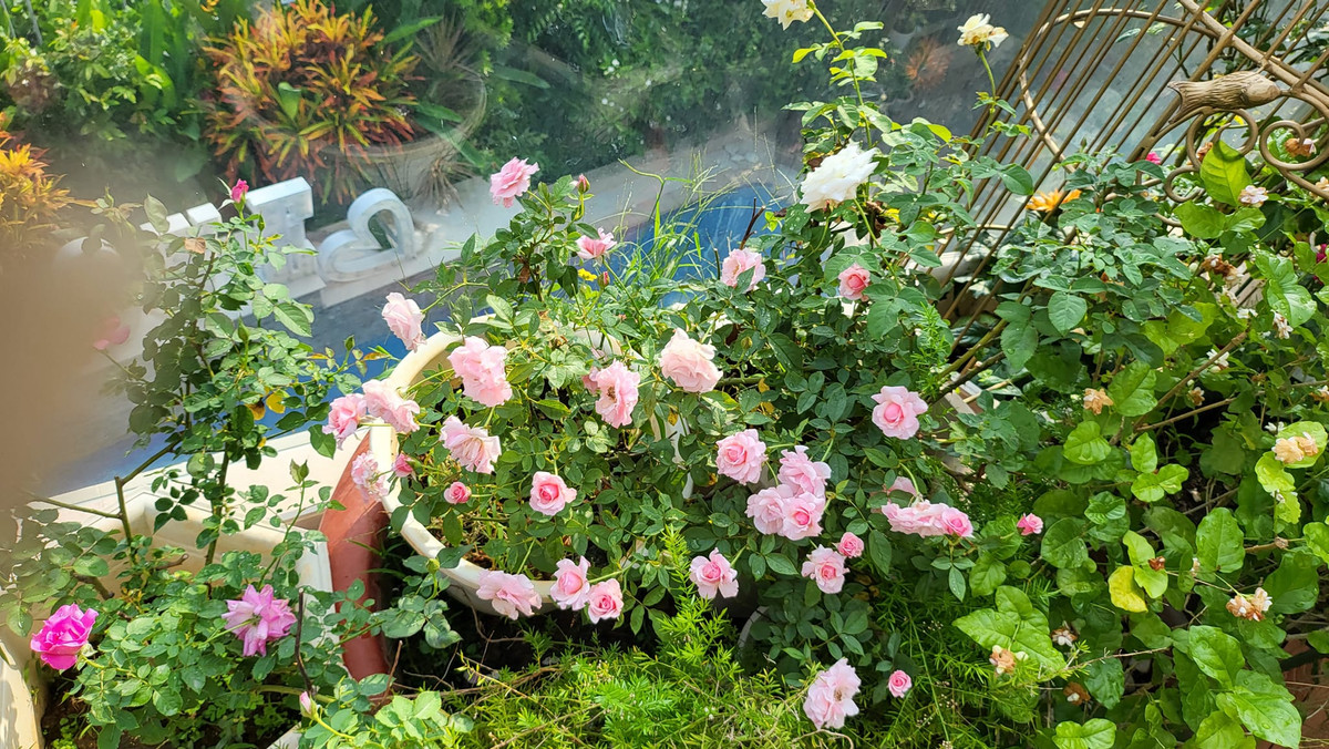 Những cánh hoa xếp chồng nhiều lớp, nở to khiến người đẹp mê mẩn.