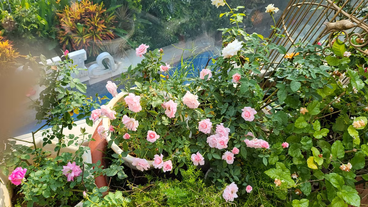 Những cánh hoa xếp chồng nhiều lớp, nở to khiến người đẹp mê mẩn.