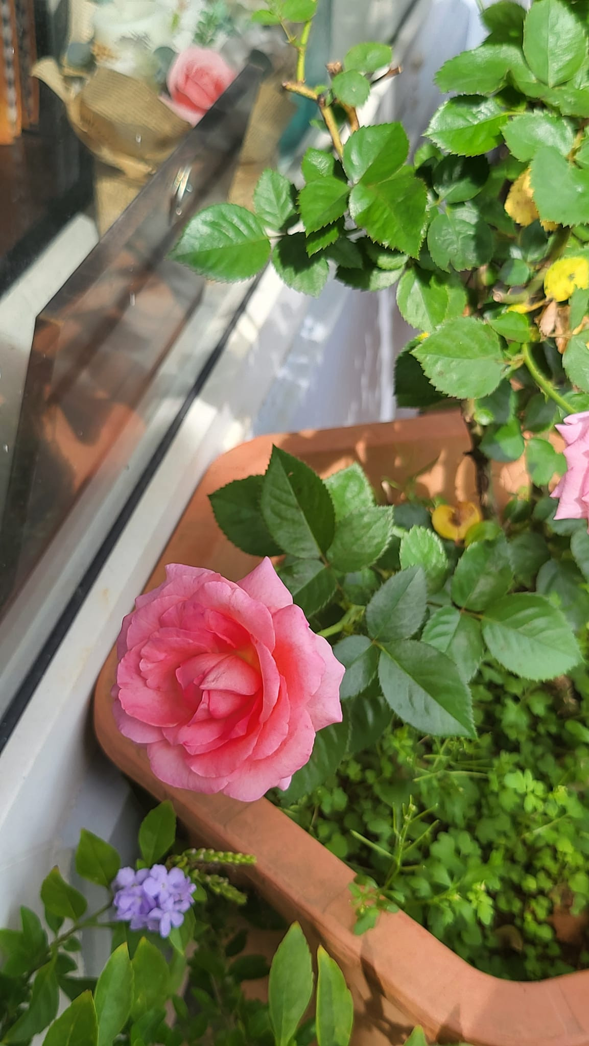 Khóm hồng nào cũng thi nhau khoe sắc.