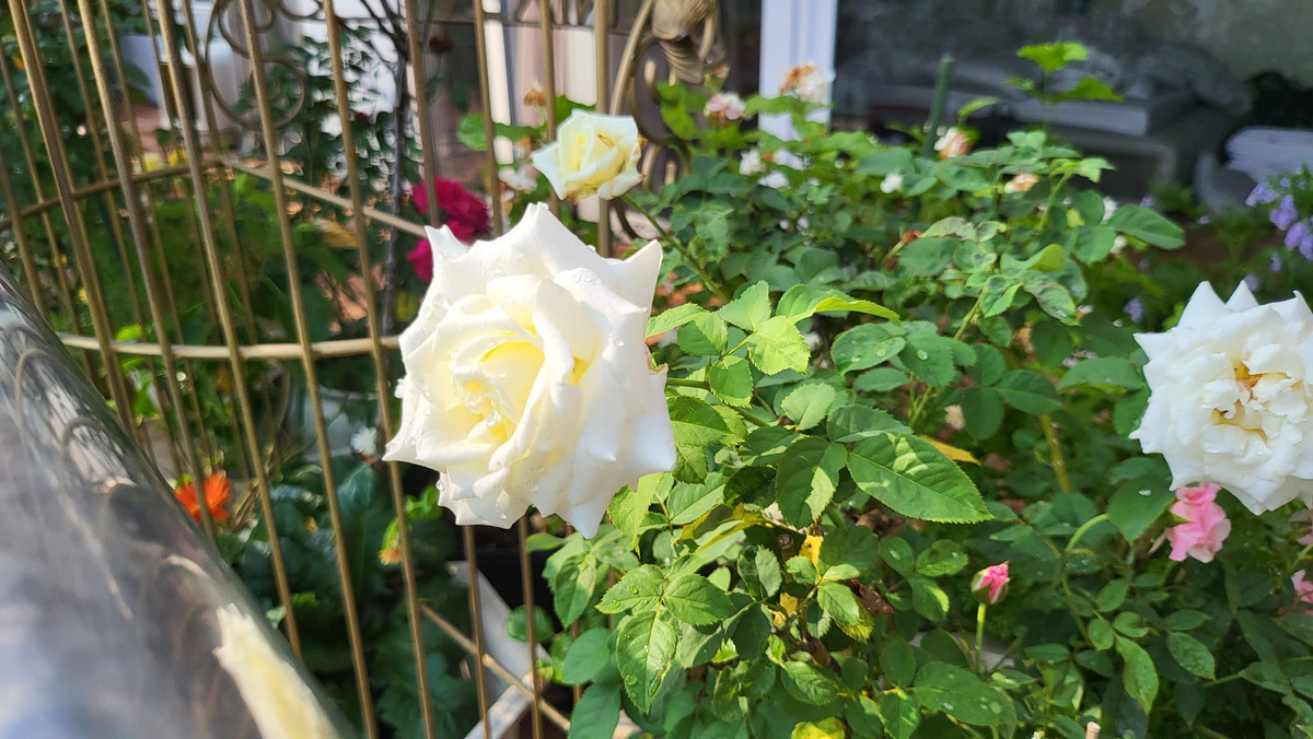 Khu vườn trong biệt thự của Vũ Thu Phương được trồng nhiều loại hồng với nhiều màu sắc khác nhau.