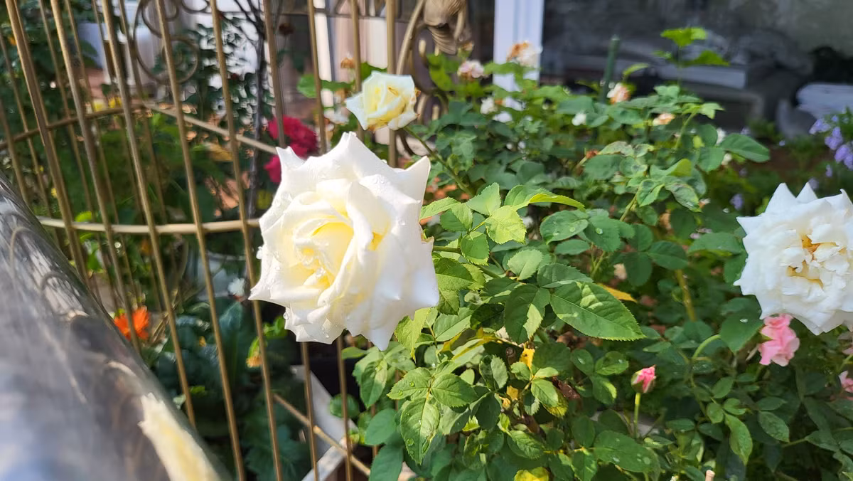 Khu vườn trong biệt thự của Vũ Thu Phương được trồng nhiều loại hồng với nhiều màu sắc khác nhau.