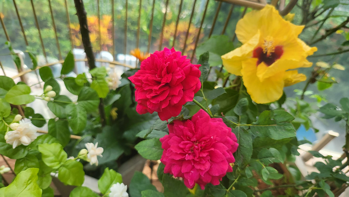 Hàng ngày, cựu siêu mẫu dậy từ 5h sáng để tập yoga, sau đó chăm bón cây cảnh.