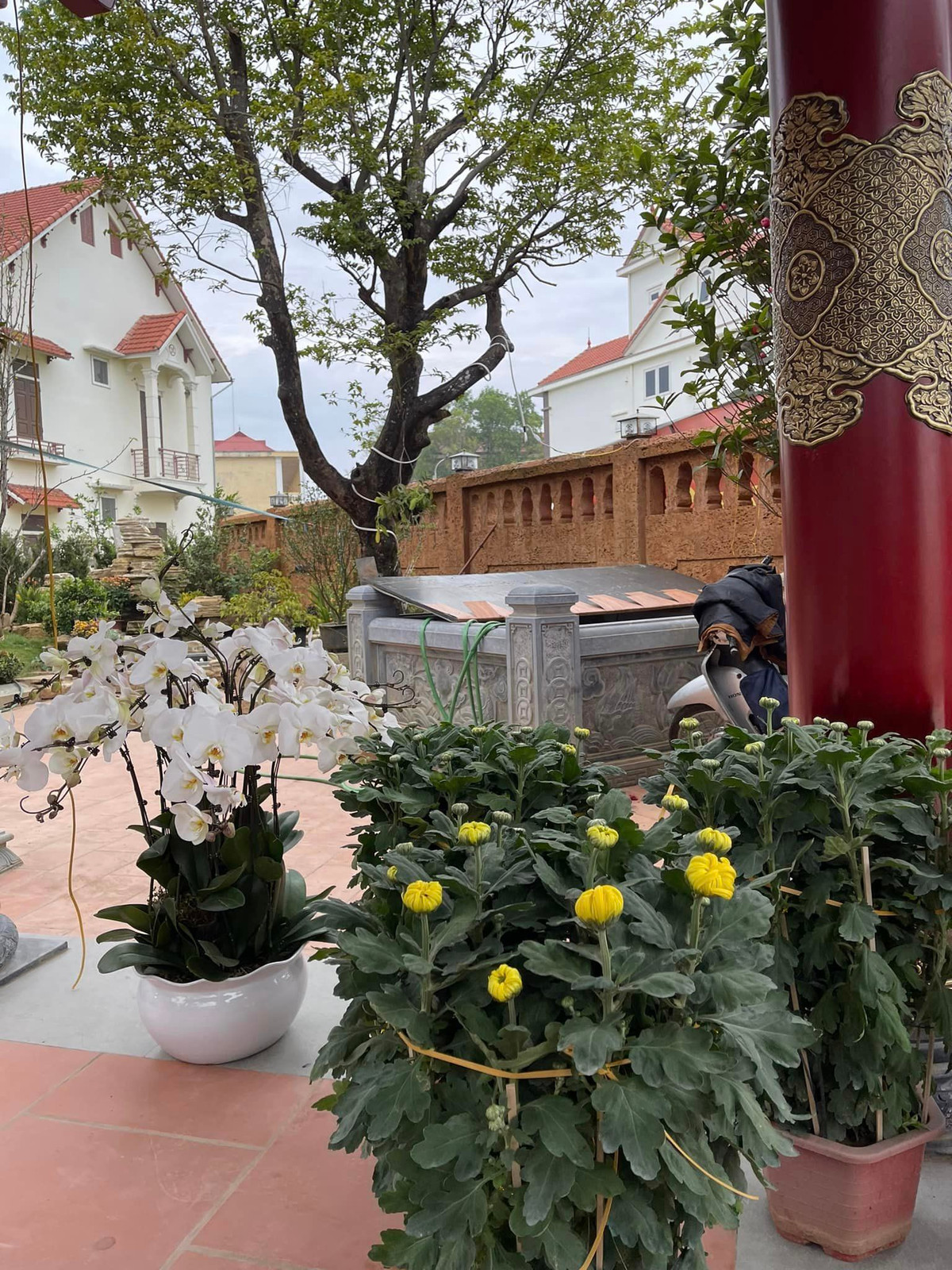 Bên cạnh lan trắng còn có những chậu hoa cúc vàng. Ảnh: FBNV