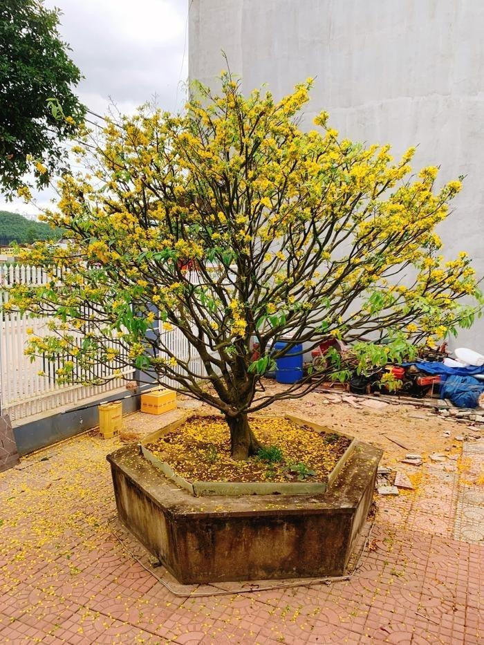 Trên trang cá nhân, Hoa hậu Huỳnh Trần Ý Nhi thi thoảng hé lộ vài chi tiết liên quan đến cuộc sống đời thường. Qua đó, người hâm mộ phần nào thấy được cơ ngơi của gia đình Ý Nhi. Ảnh: FBNV