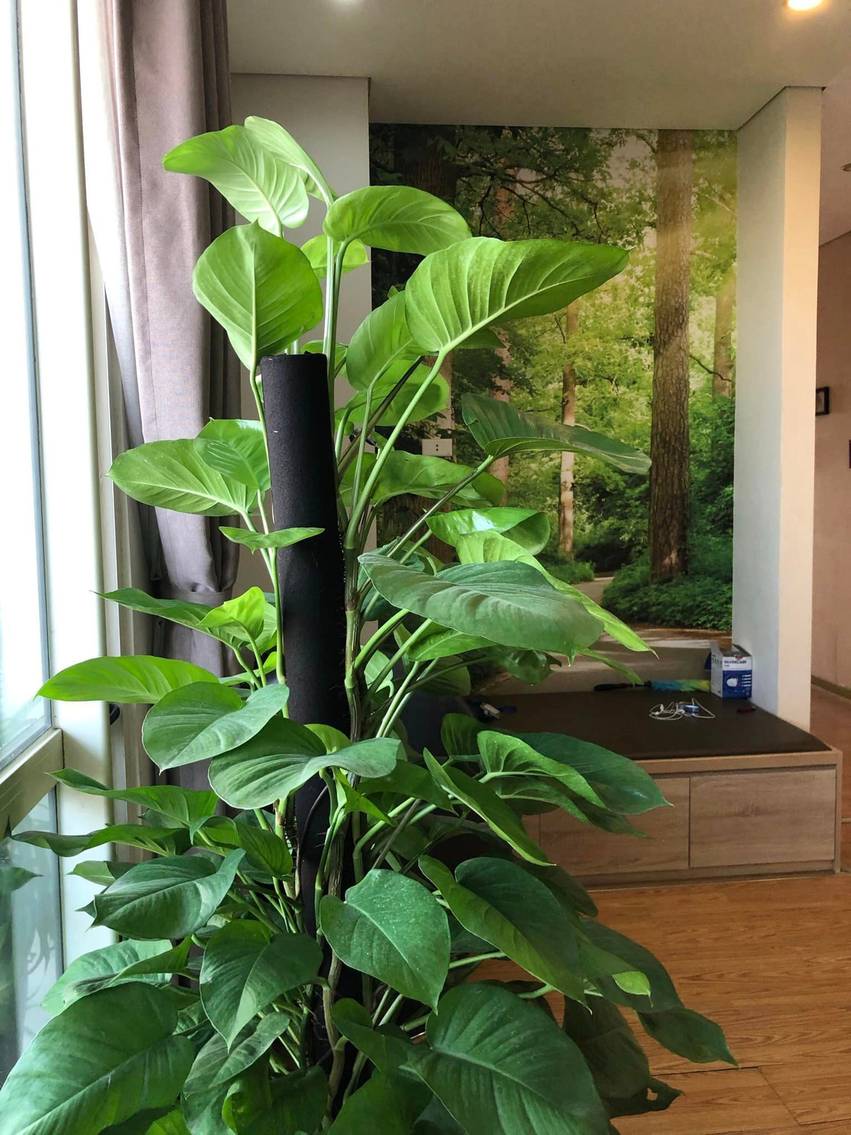 Góc nào trong nhà cũng xanh mướt.