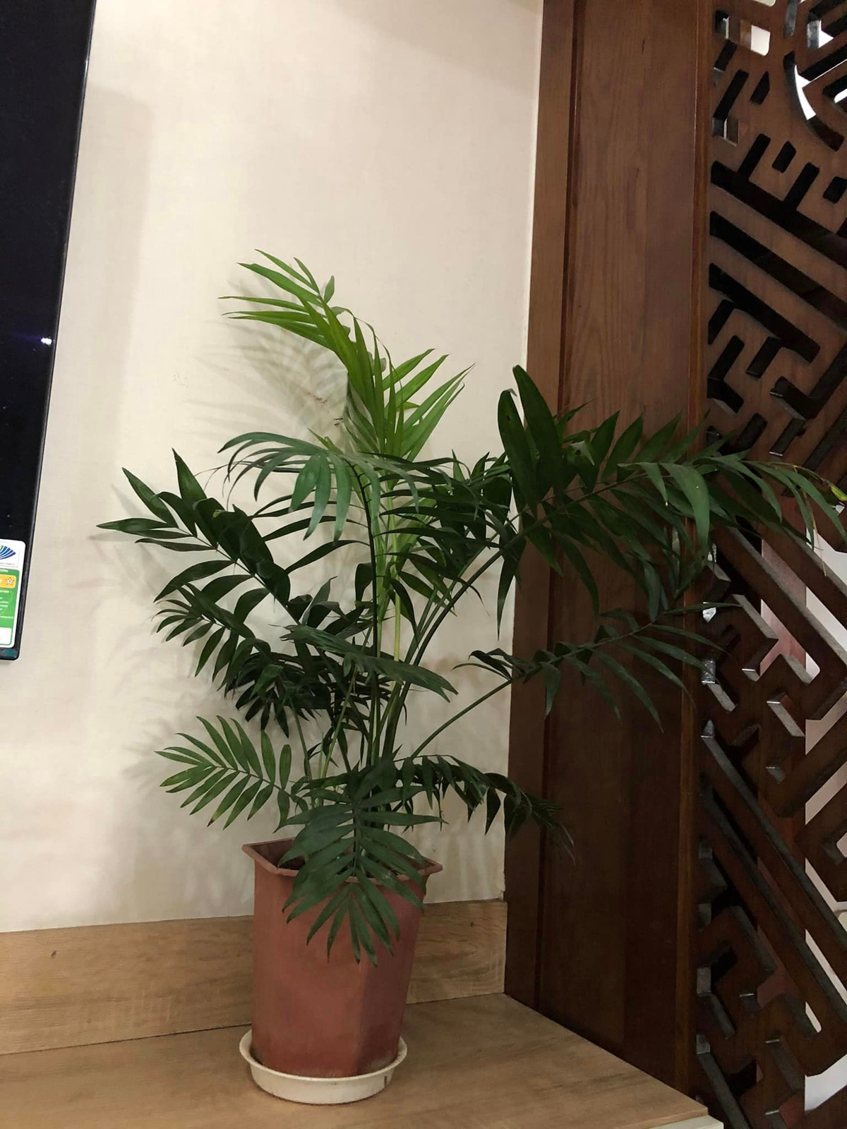 Trên các kệ trang trí, BTV Hữu Bằng đặt các chậu cây nhỏ để tăng diện tích xanh cho phòng khách.