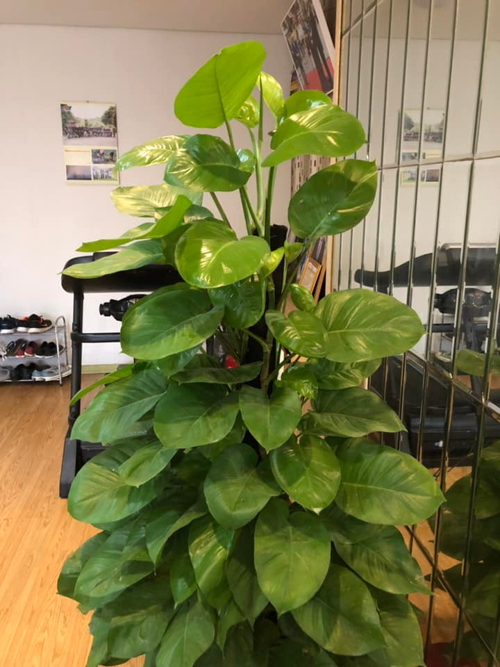 Ở góc nào trong nhà cũng thấy được màu xanh, xua tan sự khô cứng của các bức tường và đồ dùng bằng gỗ.