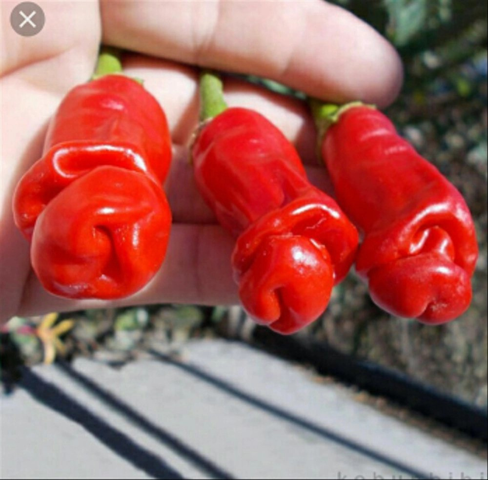 Trái ớt lạ mắt này là sản phẩm thiên nhiên 100%, không một chút biến đổi gen nào. Ảnh: Getty