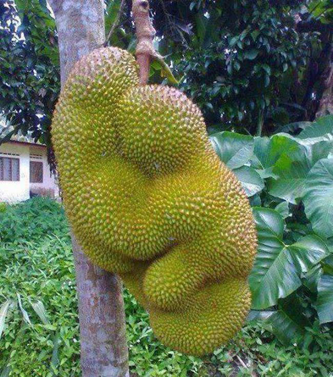 Quả mít sinh đôi khiến nhiều người liên tưởng đến hình ảnh người mẹ đang bế đứa con trên tay. Ảnh: Getty