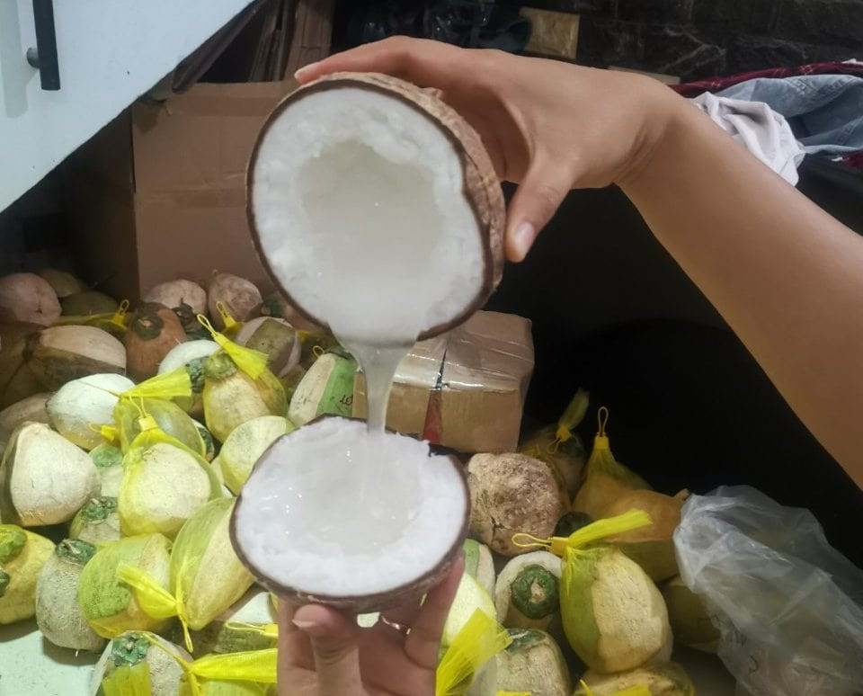 Một số thương lái cho biết, số lượng dừa sáp ít nên tình trạng “cháy” hàng xảy ra thường xuyên, có khách phải đợi đến vài ngày mới có hàng. Ảnh: Dacsanmientay