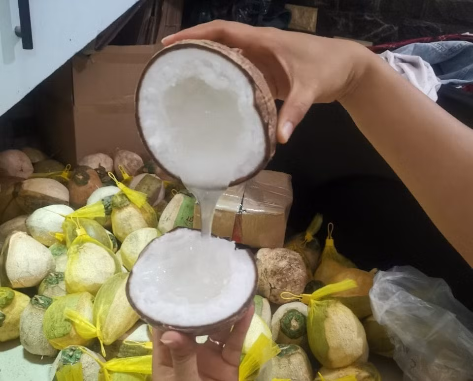 Một số thương lái cho biết, số lượng dừa sáp ít nên tình trạng “cháy” hàng xảy ra thường xuyên, có khách phải đợi đến vài ngày mới có hàng. Ảnh: Dacsanmientay