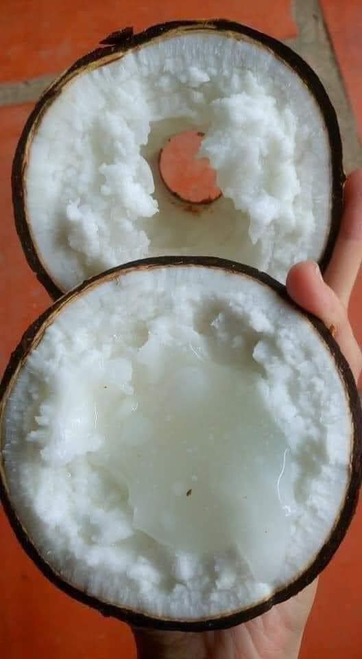 Dừa sáp nhẹ hơn dừa thường, do cơm đầy và nước keo, ít nước dừa nên nó sẽ nhẹ hơn. Ảnh: Facebook