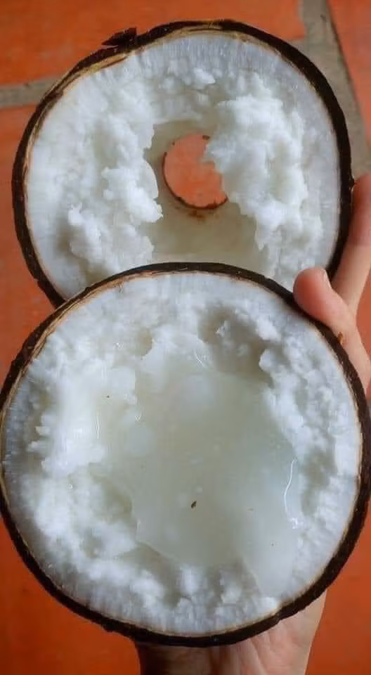 Dừa sáp nhẹ hơn dừa thường, do cơm đầy và nước keo, ít nước dừa nên nó sẽ nhẹ hơn. Ảnh: Facebook