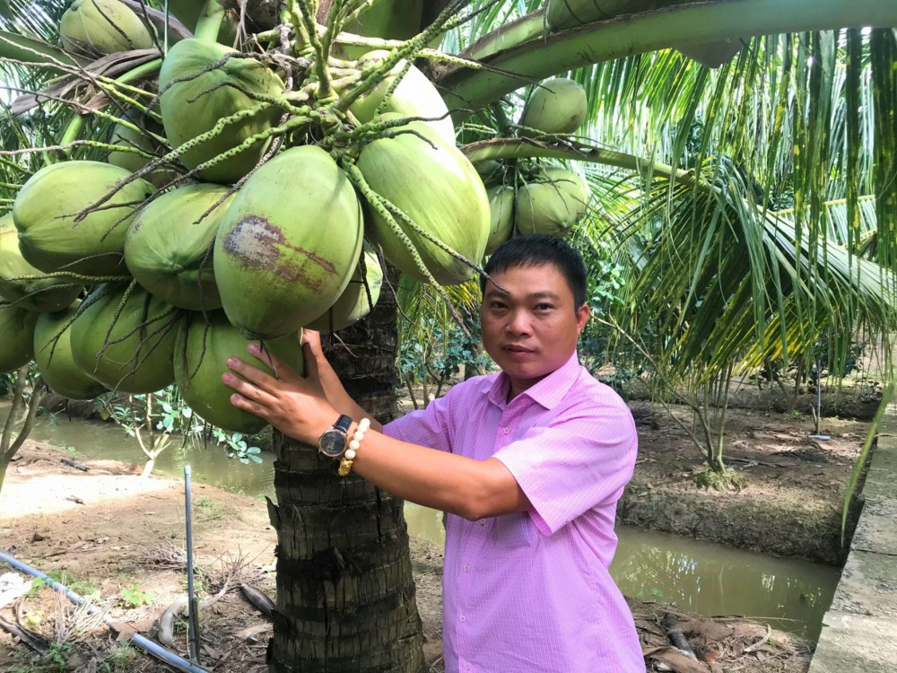 Mỗi một buồng sẽ chỉ có khoảng 2-3 quả là dừa sáp, còn lại là dừa khô. Thậm chí, có những buồng không có một quả dừa sáp nào. Ảnh: Báo Cần Thơ