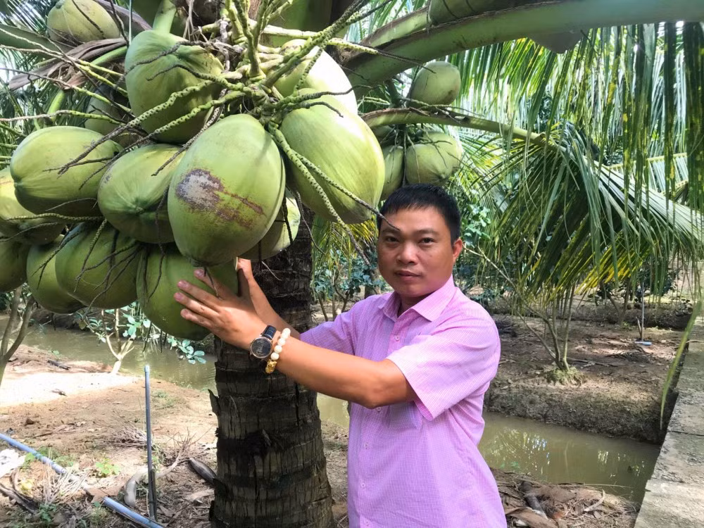Mỗi một buồng sẽ chỉ có khoảng 2-3 quả là dừa sáp, còn lại là dừa khô. Thậm chí, có những buồng không có một quả dừa sáp nào. Ảnh: Báo Cần Thơ