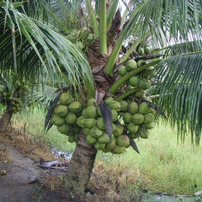 Do đó, lượng dừa sáp rất ít. Người trồng cho biết, thông thường, mỗi cây dừa sáp chỉ cho khoảng 30-40% trái là có sáp. Ảnh: Vnexpress