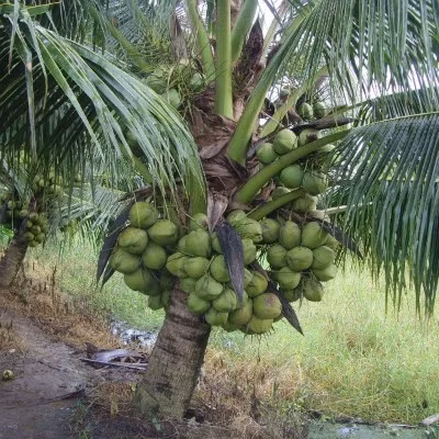 Do đó, lượng dừa sáp rất ít. Người trồng cho biết, thông thường, mỗi cây dừa sáp chỉ cho khoảng 30-40% trái là có sáp. Ảnh: Vnexpress