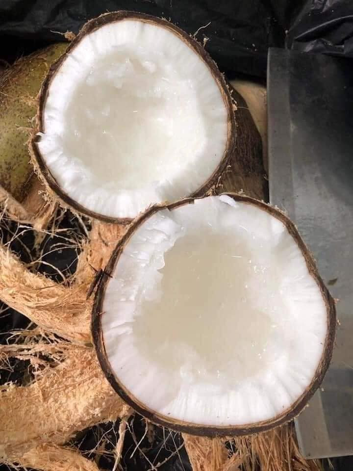 Bên cạnh dừa xiêm có giá dao động từ 5.000 - 20.000 đồng/quả (tuỳ loại), trên thị trường còn xuất hiện dừa sáp đắt hơn hàng chục lần. Ảnh: Facebook