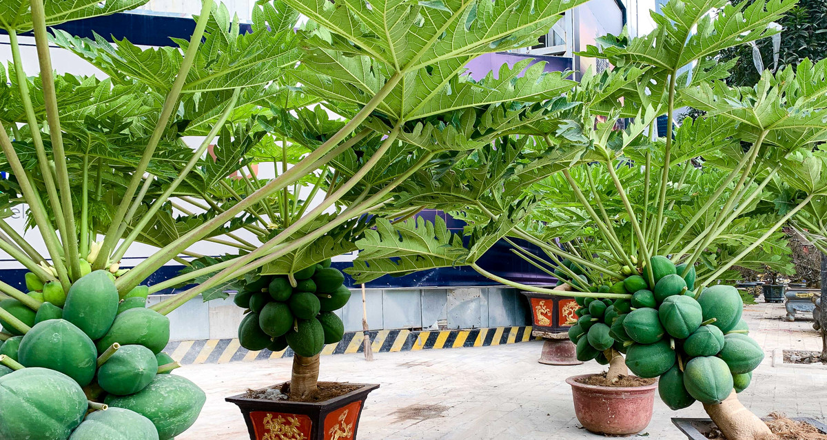 Theo quan niệm của người dân, cây đu đủ tượng trưng cho sự no đủ, sum vầy, bền vững nên được nhiều người mua để trưng trong nhà ngày Tết. Ảnh: Người đưa tin