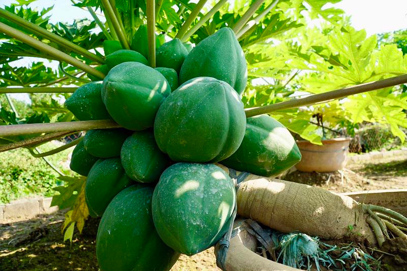 Theo chủ vườn, để có một gốc đu đủ bonsai trĩu quả phải mất ít nhất 7 tháng chăm sóc, uốn thế, tạo dáng từ khi cây còn nhỏ. Ảnh: Kinhtedothi