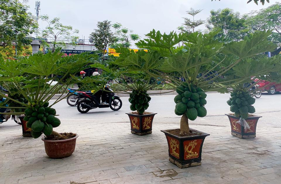 Bên cạnh các loại cây cảnh truyền thống, các chậu đu đủ bonsai cũng được săn đón trước thềm Tết Quý Mão 2023. Ảnh: Kinhtedothi